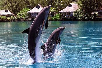 Moorea Romance